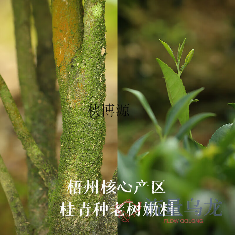 Qiu Boyuan Almond Fragrance Liubao Tea 2008 Guangxi Liubao Tea Special Black Tea Tea Review by Young Senior Sister Almond Fragrance 5kg