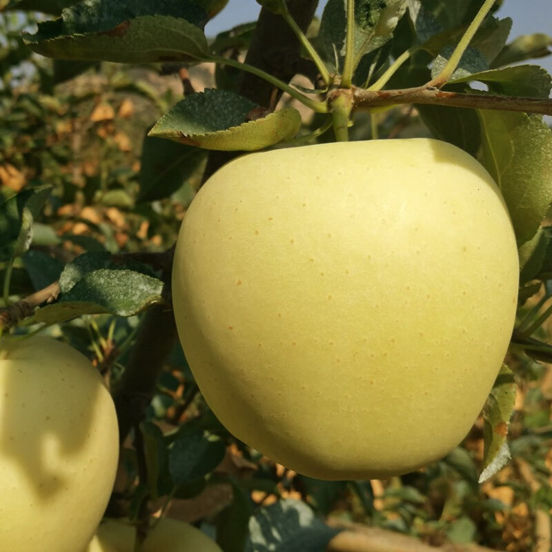 Sweet and drunk Yantai Apple Yellow Marshal Noodles Apple Golden Marshal Yellow Banana Shandong Fresh Fruit Seasonal Whole Box Fresh Fruit Net Weight 4.5 catties 75mm