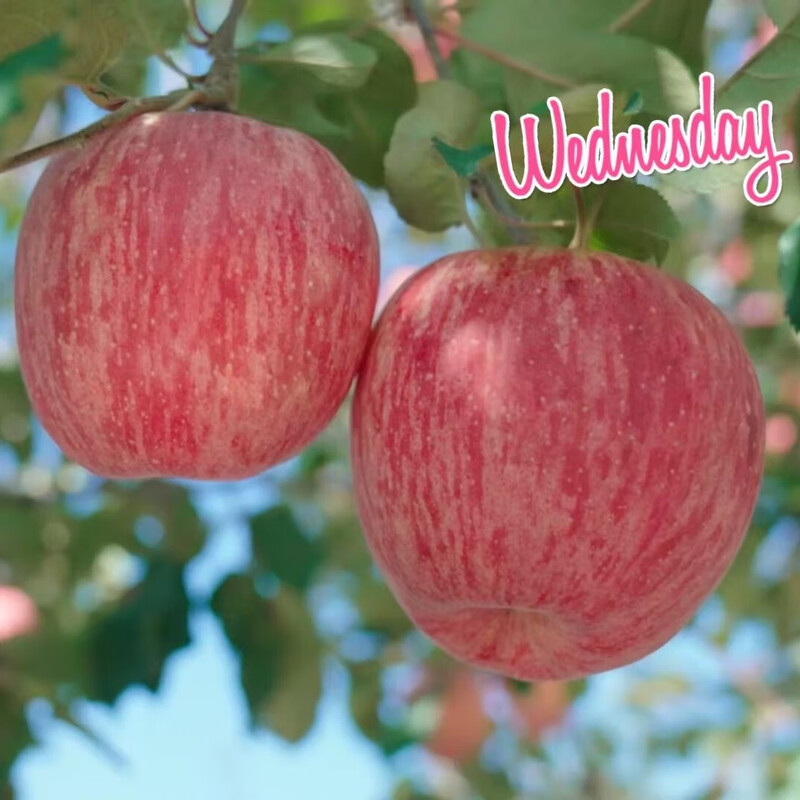 Jingmi Luochuan Apple Red Fuji Fresh Fruit New Fruit Gift Box Net Weight 4.6 Jin Single Fruit 170g Origin Head Straight Hair