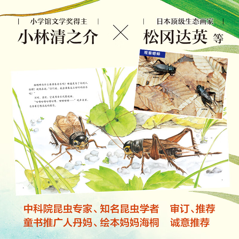 The Most Beautiful Fabre's Insects, a 12-volume set by Master Matsuoka Daiei, Children's Natural Science Encyclopedia of Insects, School Recommended Extracurricular Reading, 3-6 Years Old, 7-10 Years Old, Love Tree Children's Book