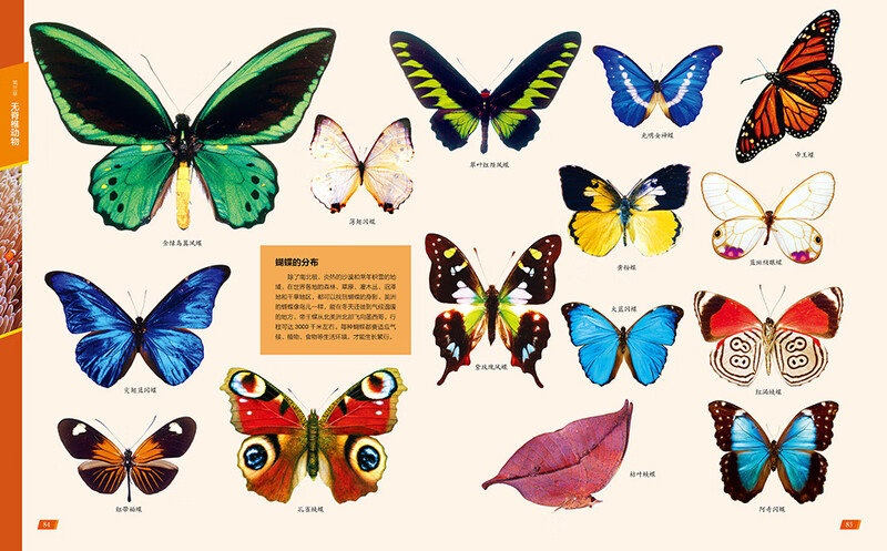 Chinese Children's Animal Encyclopedia Hardcover Genuine Encyclopedia of Animal World for Primary School Students 6-12 Years Old Wildlife Science Picture Book Children's Natural Enlightenment Observation Extracurricular Book