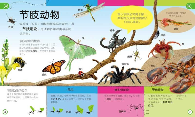 DK Children's Encyclopedia Those Important Animals Enlightenment Cognition for 3-6 Year Old Babies Children's Animal Picture Book Preparation for Young Children's Connection Knowledge Picture Book