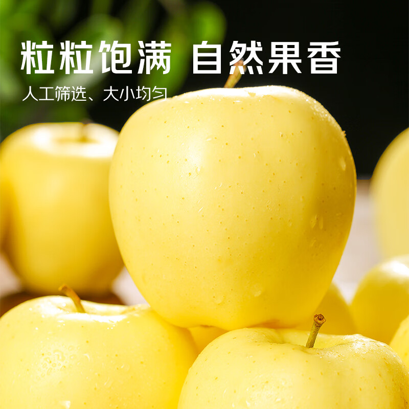 Jingmi Venus Golden Apple Shandong Fruit Gift Box Net Weight 5kg Single Fruit 150g+ Straight from the Source