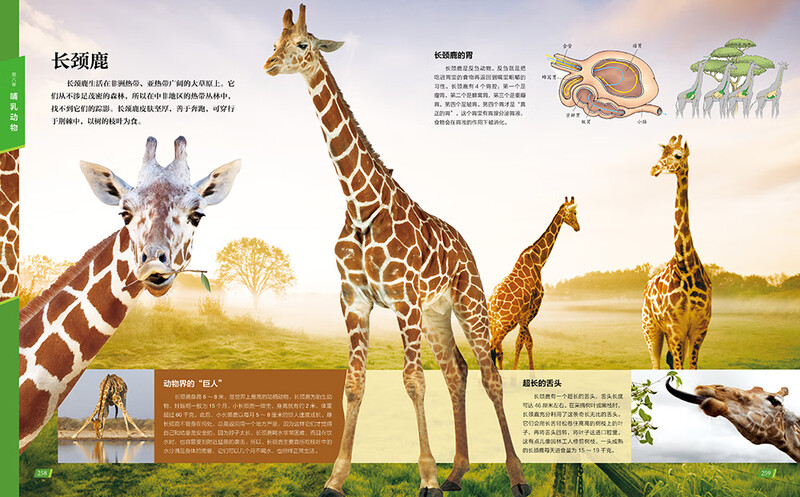 Chinese Children's Animal Encyclopedia Hardcover Genuine Encyclopedia of Animal World for Primary School Students 6-12 Years Old Wildlife Science Picture Book Children's Natural Enlightenment Observation Extracurricular Book