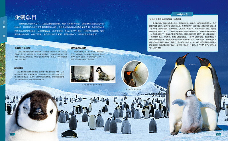 Chinese Children's Animal Encyclopedia Hardcover Genuine Encyclopedia of Animal World for Primary School Students 6-12 Years Old Wildlife Science Picture Book Children's Natural Enlightenment Observation Extracurricular Book