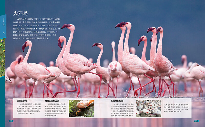 Chinese Children's Animal Encyclopedia Hardcover Genuine Encyclopedia of Animal World for Primary School Students 6-12 Years Old Wildlife Science Picture Book Children's Natural Enlightenment Observation Extracurricular Book