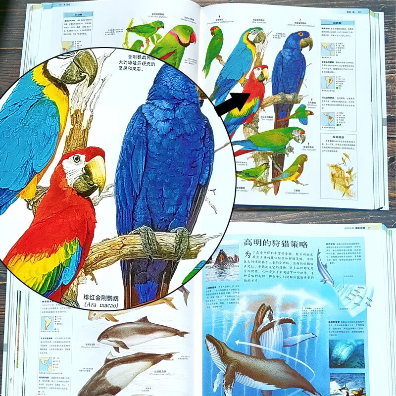 American Weldon Owen Children's Encyclopedia of World Animals (7-14 years old) popular science for children. More than 5,000 hand-drawn drawings of mammals, amphibians, reptiles, invertebrates, birds, and fish by zoologists from various countries.