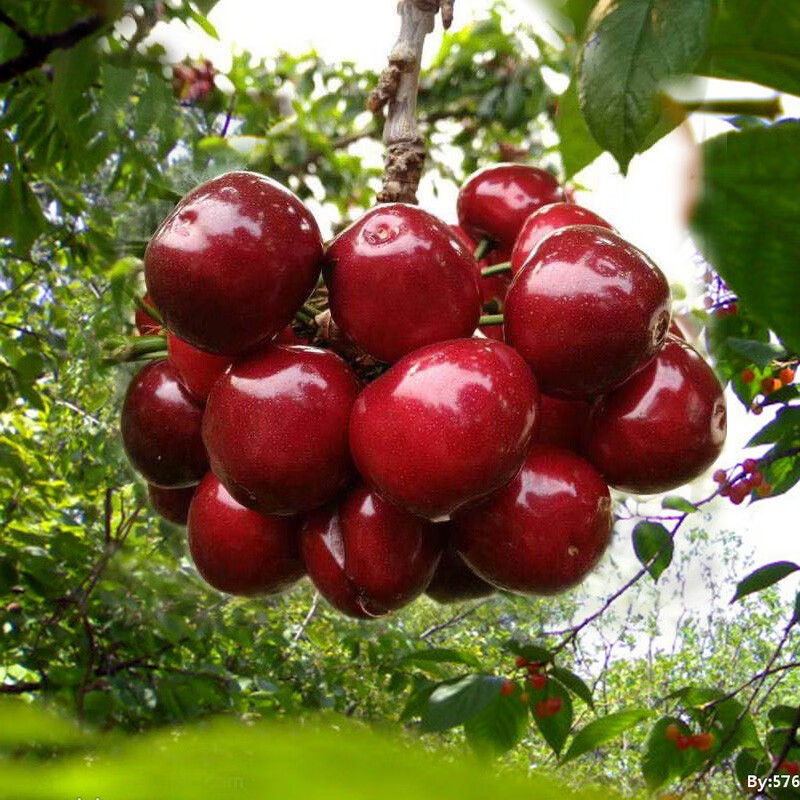 Runxianpei imported air-shipped cherries from Chile, fresh fruit for pregnant women, black pearls and large cherries, seasonal whole box gift box, 3 catties (net weight), high-end gift box + handbag, 4J, extra large fruit 32-34mm