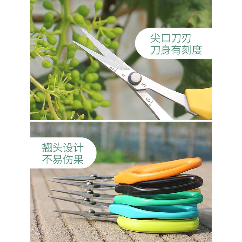 Taipeng grape pruning special scissors for fruit thinning, pruning, pepper picking, fruit and vegetable scissors, orange picking and loquat scissors, 2111 powerful floral scissors