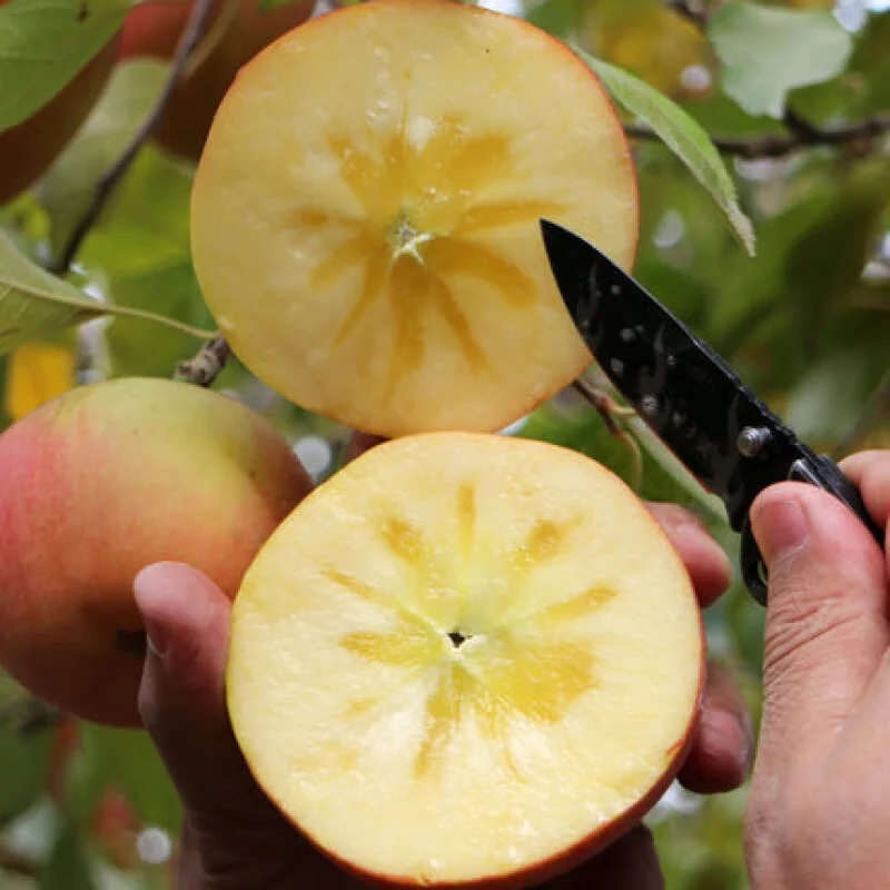 Aksu Apple, Xinjiang Aksu Rock Candy Heart Apple, Red Fuji Seasonal Fresh Fruit Gift Box, Ugly Apple, Gift Recommendation, 10 catties in box, single fruit 75-80mm, net weight 8.5 catties