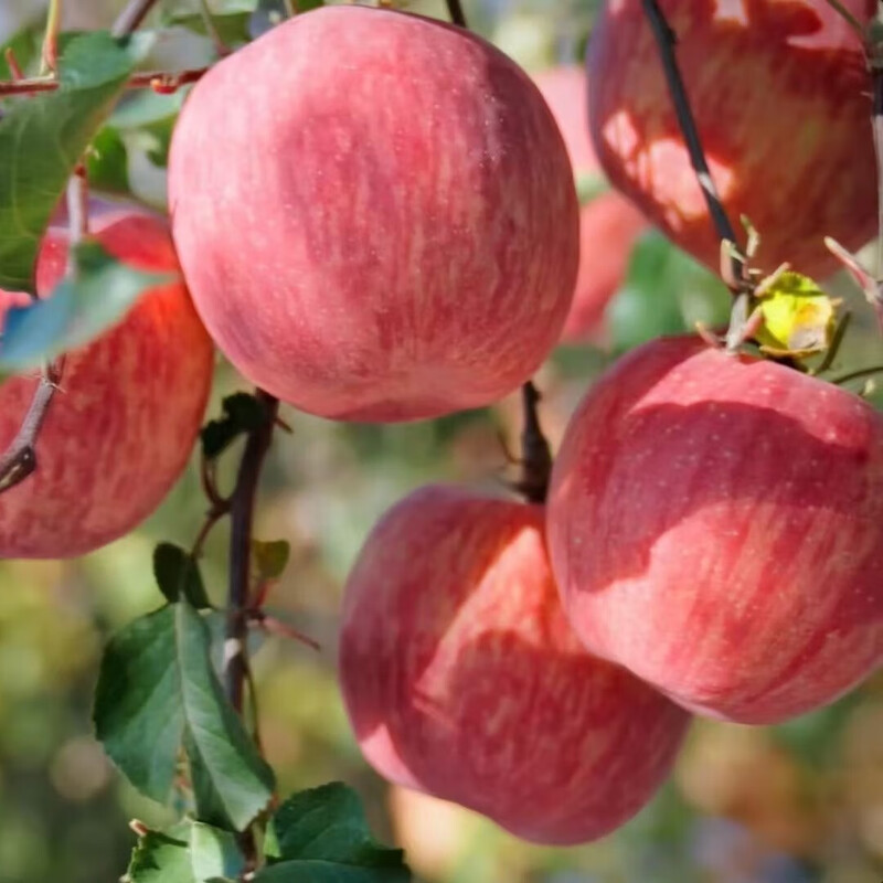 Jingmi Luochuan Apple Red Fuji Fresh Fruit New Fruit Gift Box Net Weight 4.6 Jin Single Fruit 170g Origin Head Straight Hair