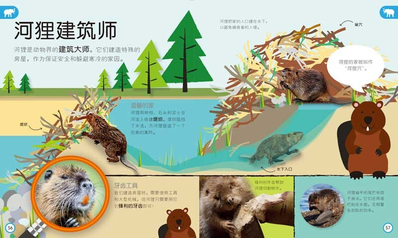 DK Children's Encyclopedia Those Important Animals Enlightenment Cognition for 3-6 Year Old Babies Children's Animal Picture Book Preparation for Young Children's Connection Knowledge Picture Book