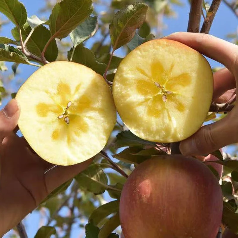 Aksu Apple, Xinjiang Aksu Rock Candy Heart Apple, Red Fuji Seasonal Fresh Fruit Gift Box, Ugly Apple, Gift Recommendation, 10 catties in box, single fruit 75-80mm, net weight 8.5 catties