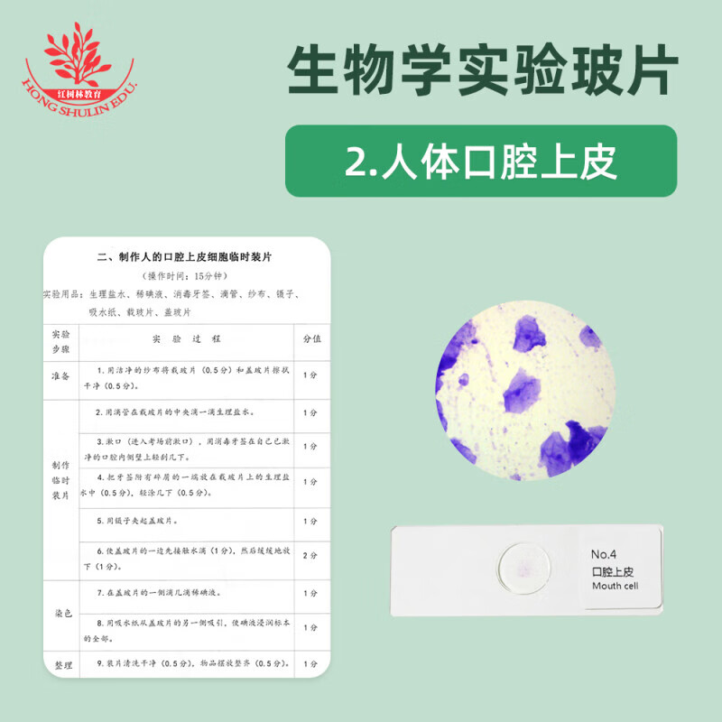 Junior high school biology synchronous teaching experiment observation slide specimen is clear and easy to observe mold slide human blood smear human blood smear onion scale leaf epidermis mount