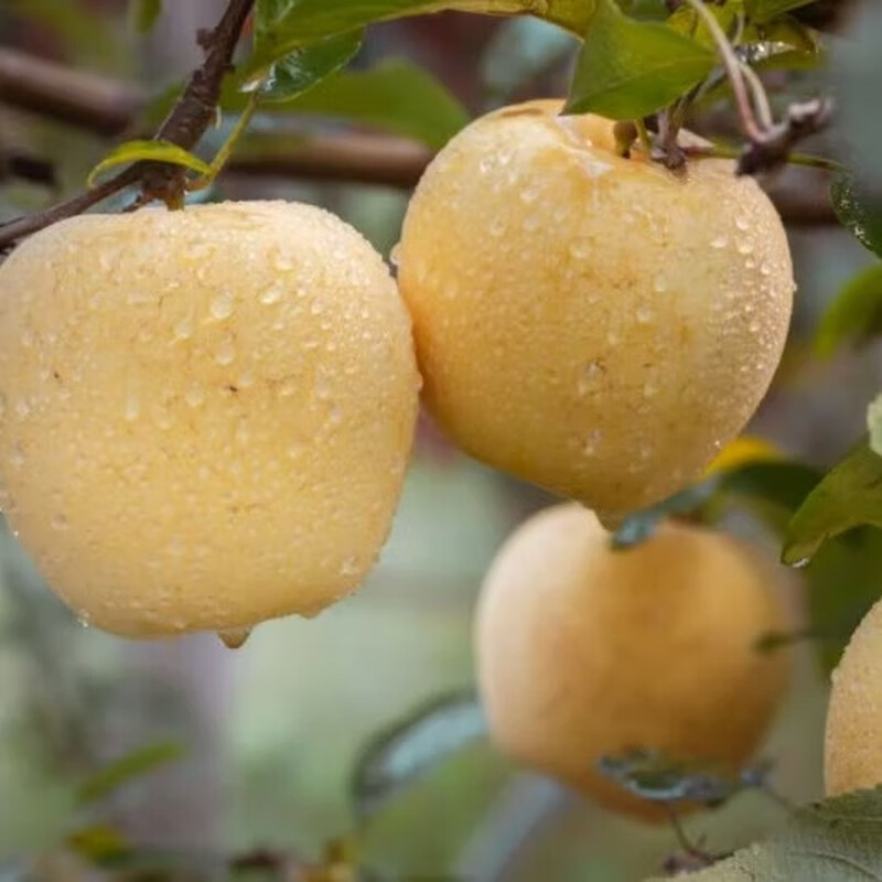 Organic Venus Apples Red Fuji Ruby seasonal fruits freshly picked from the farm straight hair without waxing Organic Venus Apples 75-80mm (12 pieces family size is about 4.8 pounds)