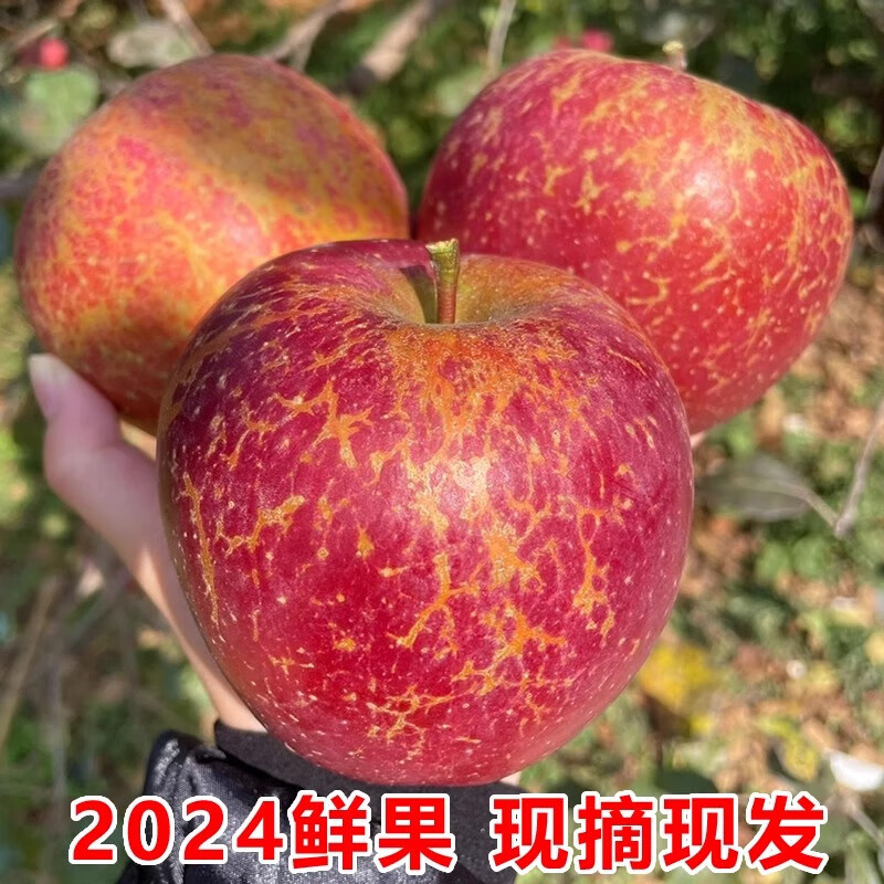Jingmi Sichuan Daliangshan Ugly Apple, 8 pounds net, single fruit 85mm+, fresh fruit rock candy heart apple, straight from the source