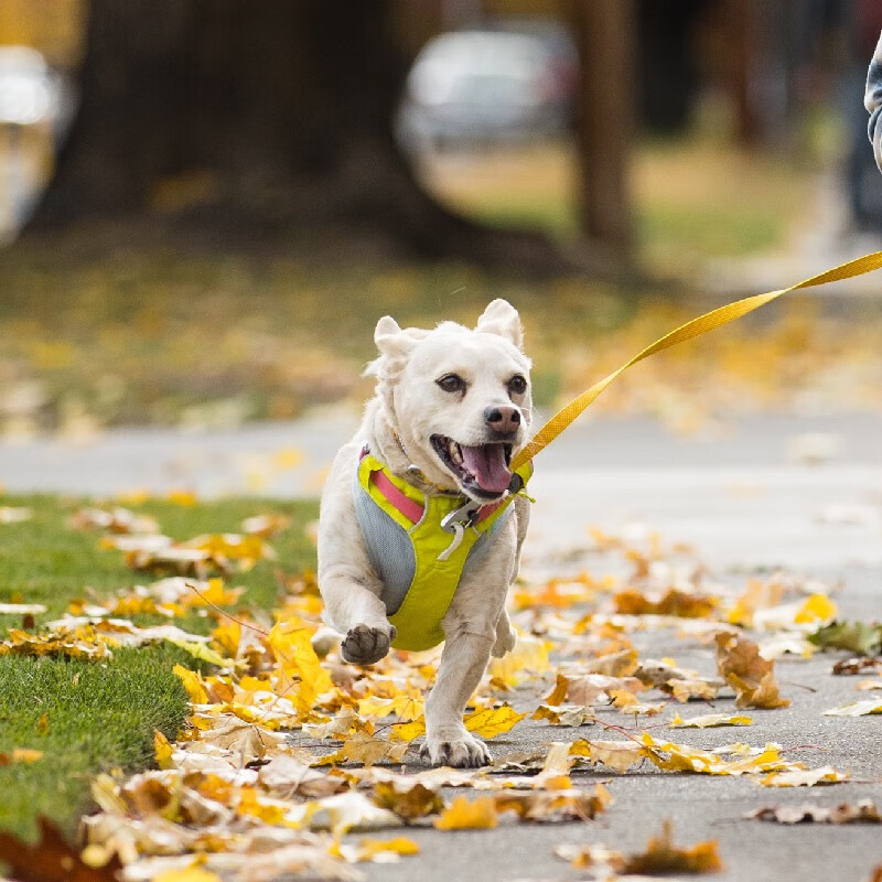 Lovewell Hi-Light Dog Harness Dog Harness Small and Medium-sized Dog Schnauzer Harness-type Dog Leash Sage Green/Misty Green XS Suitable for chest circumference 43-56cm