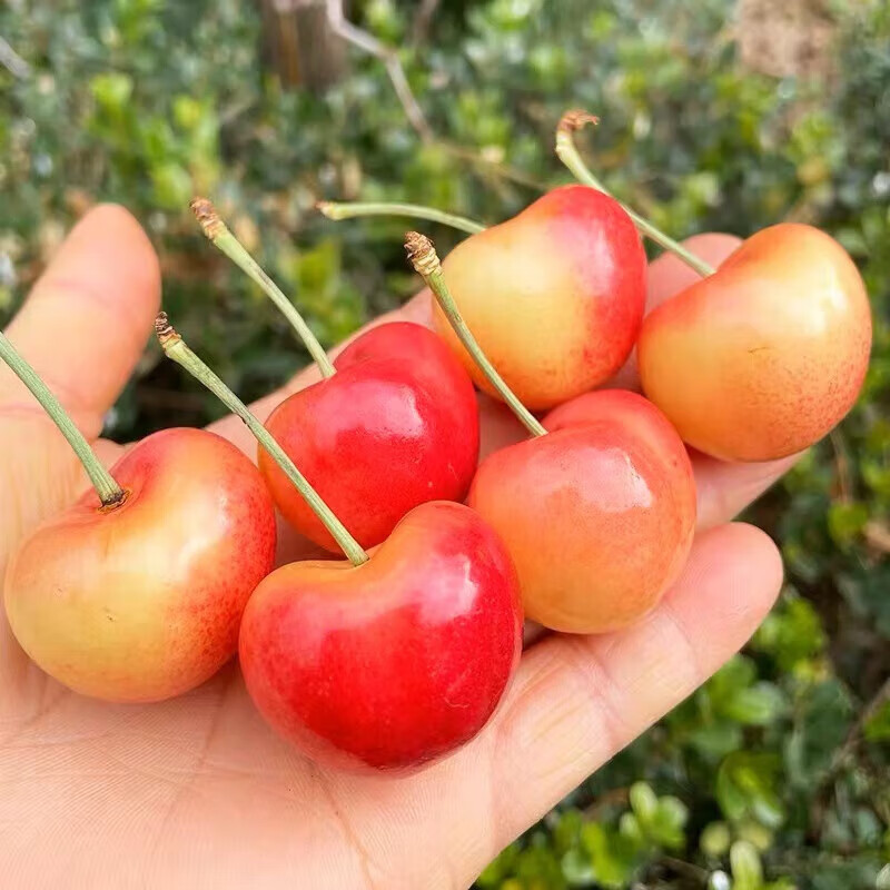 Gold cherries cherry yellow cherries fresh Rainier crystal seasonal high-end fruit gift box 1000g (net weight) extra large fruit 4jjjj grade gift box