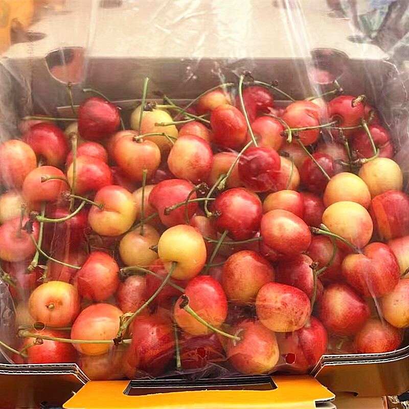 Chile imported golden cherries JJJJ Rainier yellow cherries fresh high-end fruit gift box 500g (net weight) 4J level Big Mac-selected gift box