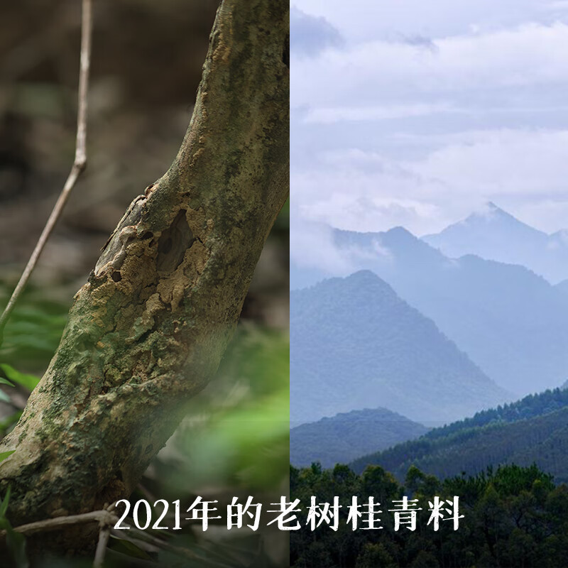 Little Senior Sister Reviews Camellia Zizai 2021 Floral Liubao Tea Guangxi Specialty Black Tea Guiqing 520 75g