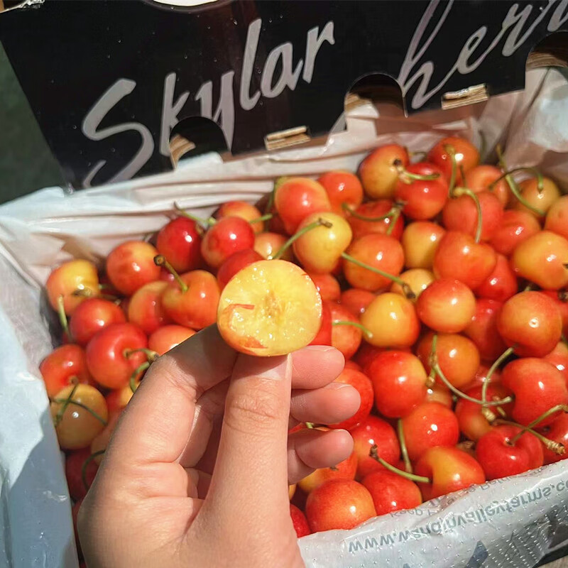 Chile imported golden cherries JJJJ Rainier yellow cherries fresh high-end fruit gift box 500g (net weight) 4J level Big Mac-selected gift box