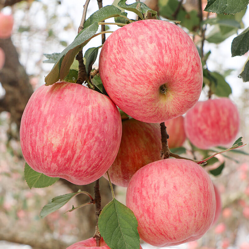 Jingmi Luochuan Red Fuji Apple 6 pieces 170g + Shaanxi fresh fruits in season, straight from the source