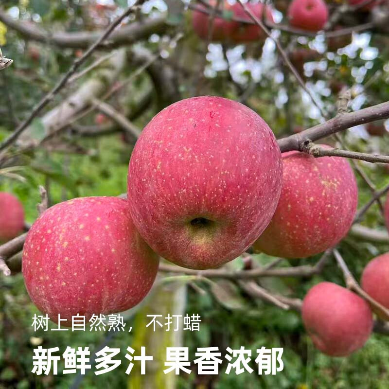 Fun taste Yunnan Zhaotong ugly apples are crispy and sweet. Net weight is 5 pounds. Large fruit. Single fruit 79mm+ 12 pieces. Straight from the source.