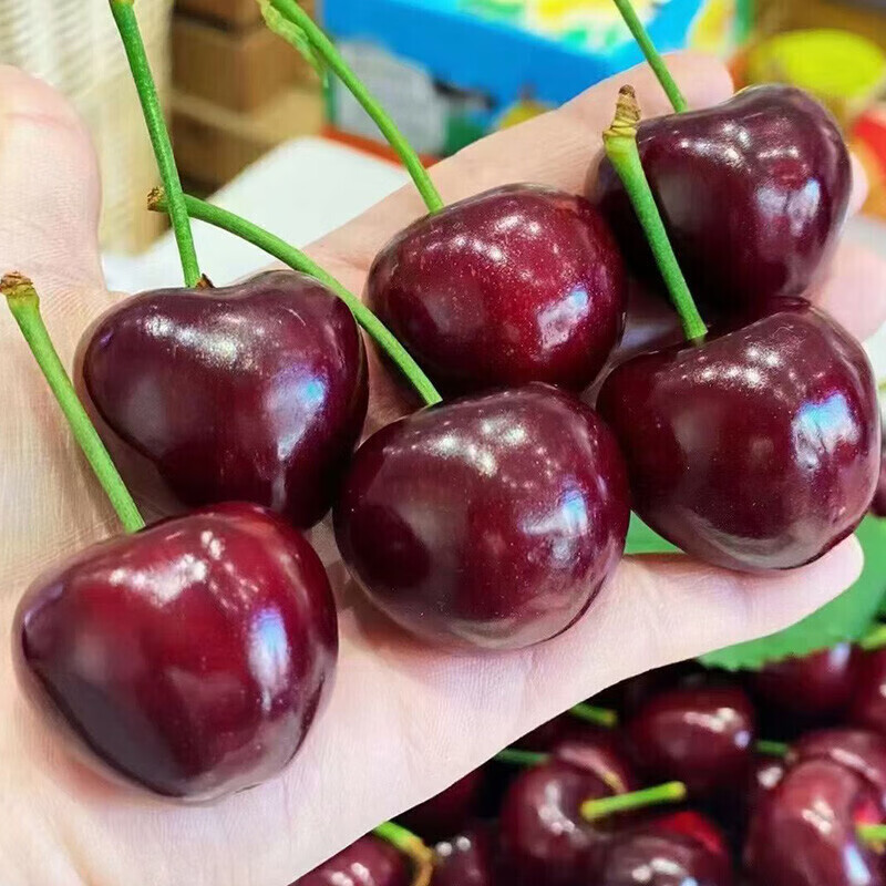 Wanxian Chile imported cherries JD SF - next-day delivery to many places New Year's Day gift fruit gift box 1250g (net weight) Big Mac 3J 10-12g with box 3 catties gift box JD SF door-to-door delivery