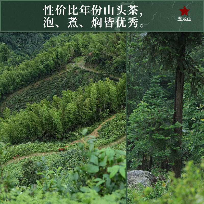 Little Senior Sister Reviews Tea 2016 Wulongshan Bailiang Tea Cake 130g Anhua Dark Tea Standard