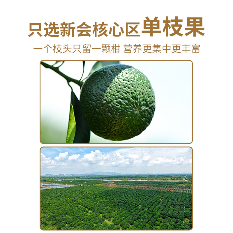 Lancang ancient tea Pu'er ripe tea 2022 Xinhui tangerine peel Pu'er tea mother's small green mandarin canned 250g gift