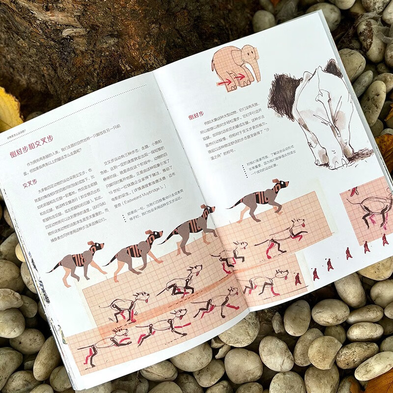 Learn hand drawing and animal sketching from Uncle Felix Felix Scheinberg