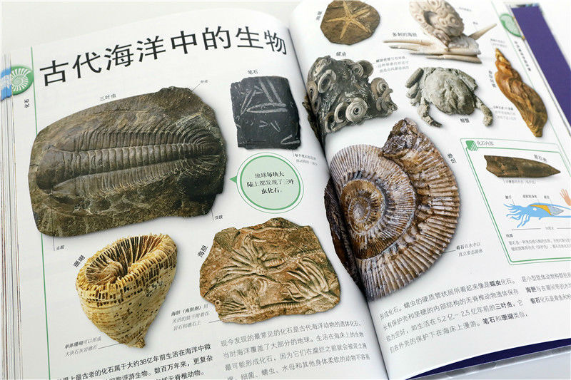 DK Children's Illustrated Encyclopedia of Rocks and Gemstones Hardcover Genuine Mineral Crystal Geology Encyclopedia Popular Science Books for Primary School Students 6-12 Years Old Exploring Earth's Treasures Introduction to Natural Science