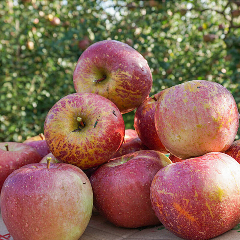 Jingxiansheng Yunnan Zhaotong Chou Apple, net weight 4 catties, single fruit starting from 180g, fresh fruit