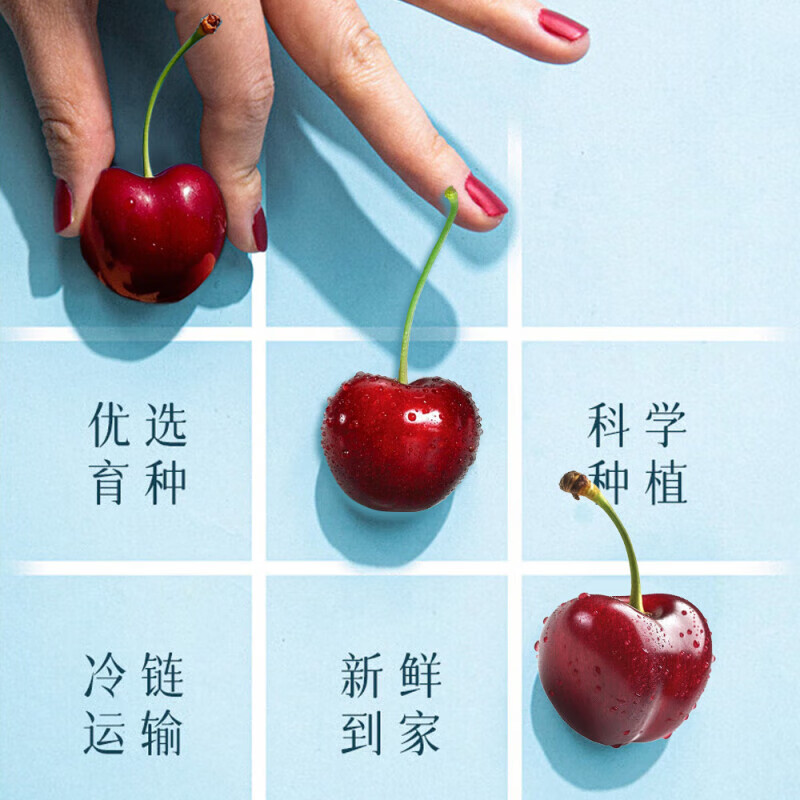 Longqiancai imported large cherries from Chile, 4J grade 5kg, optional, next-day delivery to multiple places, fresh fruit gift box, 2kg gift box, 4J grade King Fruit, fruit diameter 32-34mm