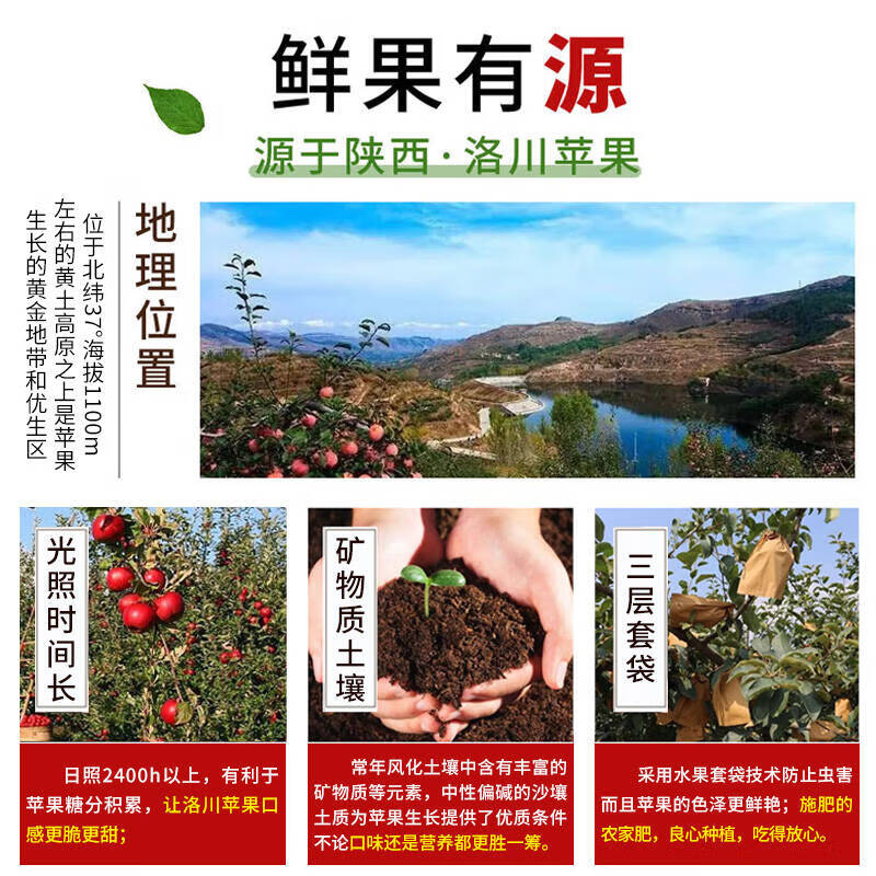 Jingdi Dalochuan Apple Fruit Shaanxi Red Fuji Festival Gift Net Weight 8.5 Jin Single Fruit 85mm + Direct Shipping from the Source