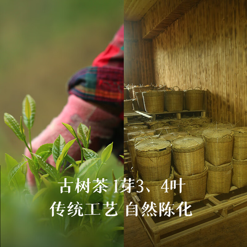 Little Senior Sister Reviews Tea Ancient Tree Erbai 90s Laoliubao Tea Old Tea Authentic Guangxi Wuzhou Black Tea Guiqing 520 180g