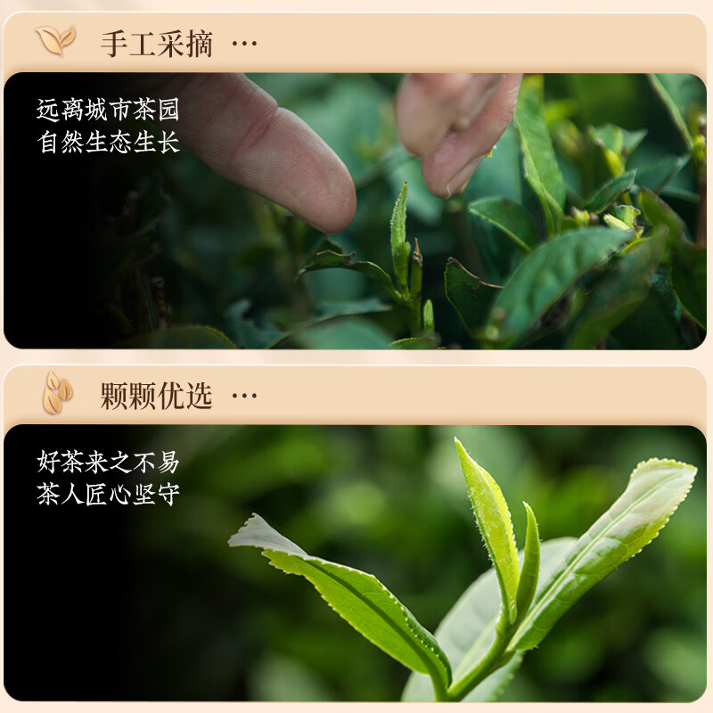 Jiuzhou Chun Lapsang Souchong Black Tea Wuyishan Authentic Souchong Fragrance New Tea Bulk 600g