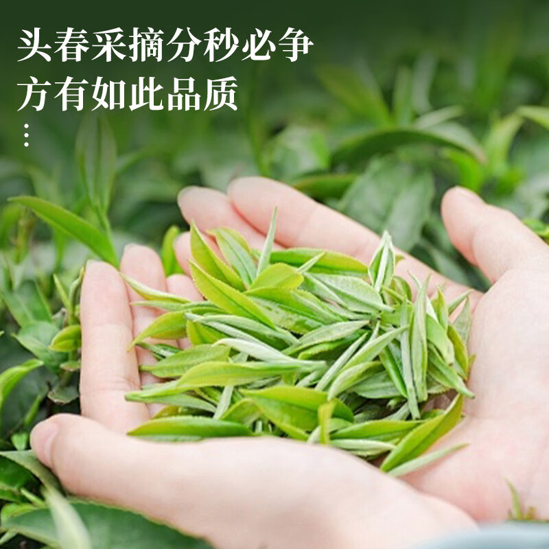 Jiuzhou Chun Lapsang Souchong Black Tea Wuyishan Authentic Souchong Fragrance New Tea Bulk 600g