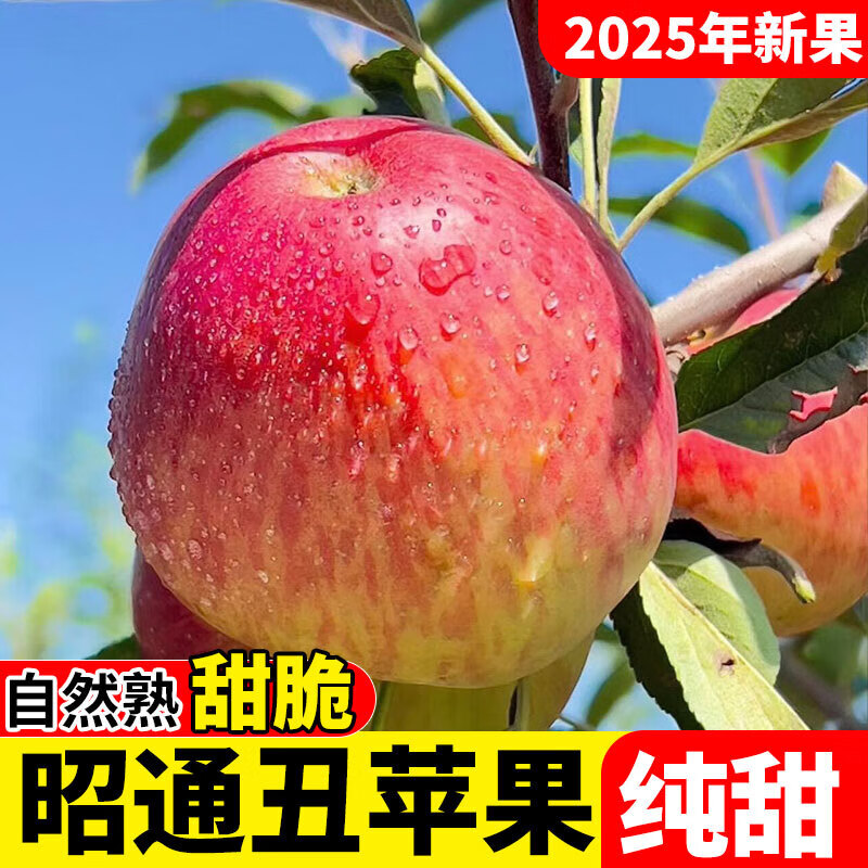 2025 Yunnan Zhaotong City Ugly Apple Red Dew Fruit Fresh Full Box Seasonal Fuji Candy Apple Shaotong 9 Jin Pack Extra Large Fruit (90-100mm)