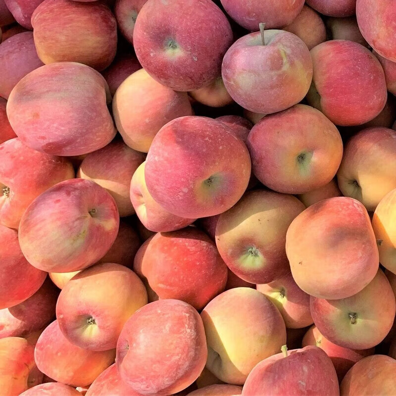 Longduoxian Xinjiang Rock Candy Apples, Ugly Apples, Fresh Fuji Seasonal Fruits, Recommended Holiday Gifts, Full Box of 5 Jin, Selected Fruit with Diameter 80-95MM, Net 4.5 Jin