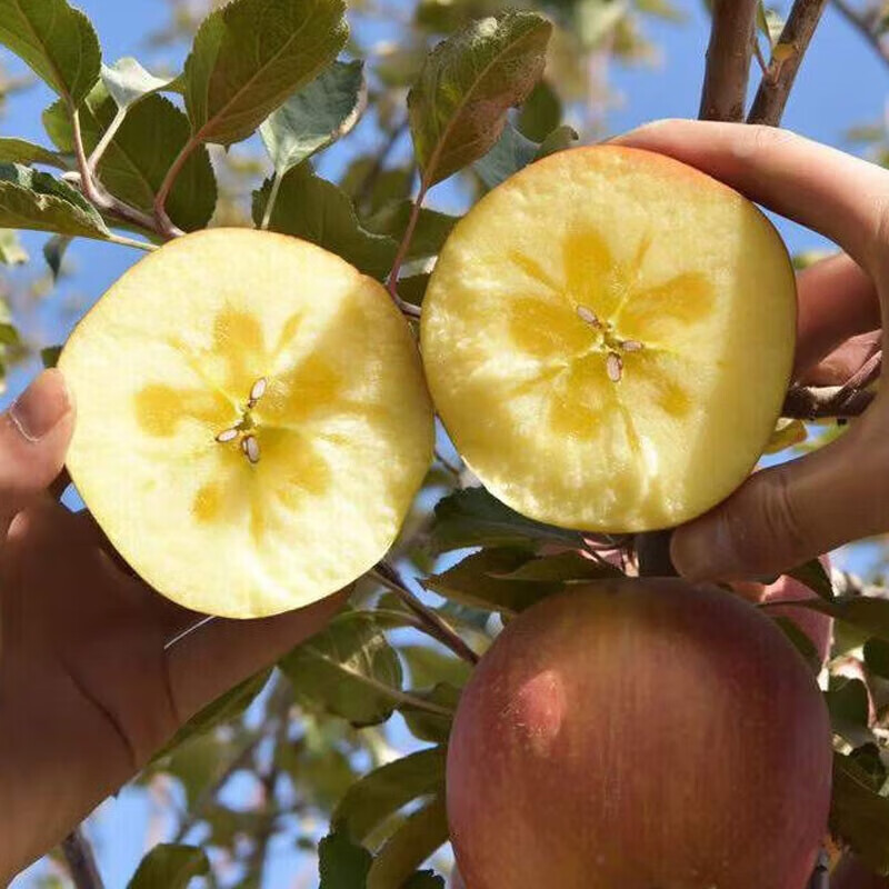 Longduoxian Xinjiang Rock Candy Apples, Ugly Apples, Fresh Fuji Seasonal Fruits, Recommended Holiday Gifts, Full Box of 5 Jin, Selected Fruit with Diameter 80-95MM, Net 4.5 Jin