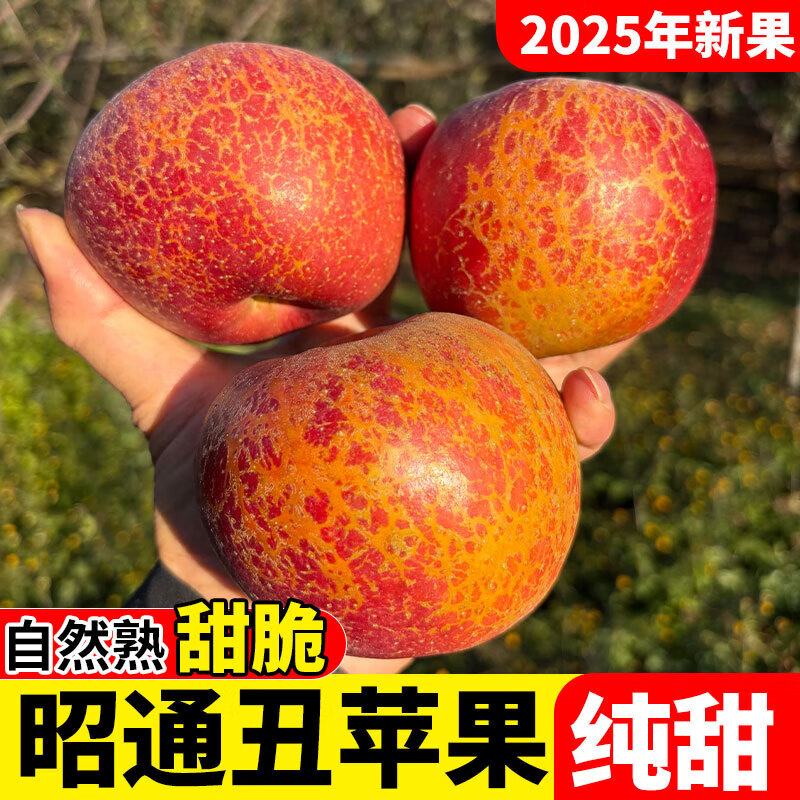 2025 Yunnan Zhaotong City Ugly Apple Red Dew Fruit Fresh Full Box Seasonal Fuji Candy Apple Shaotong 9 Jin Pack Extra Large Fruit (90-100mm)