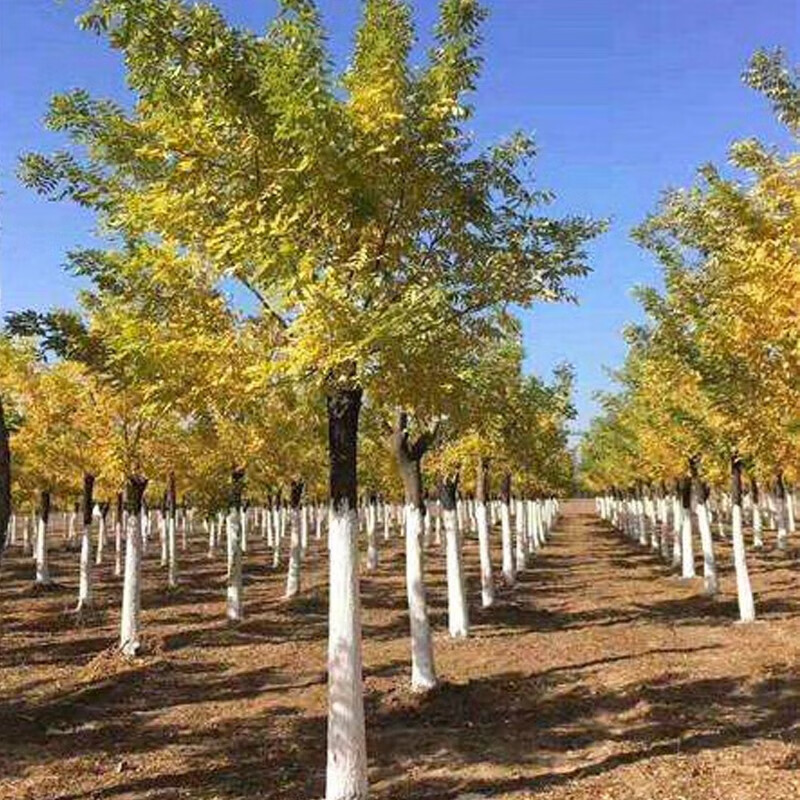 Whitening agent for large trees to prevent freezing and insecticide, sterilization and disinfection for large trees in landscaping. Special whitening powder for large trees to prevent freezing and insecticide. Luzhi Super White Liquid 20kg/1 ton (50/barrel)