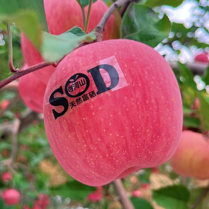 Muke Henan Lingbao Apple Temple Heshan natural selenium-rich apple SOD apple red Fuji fresh fruit New Year gift box without sod characters 80-85mm 15 pieces gift box shipped directly from the place of origin with SF Express free shipping