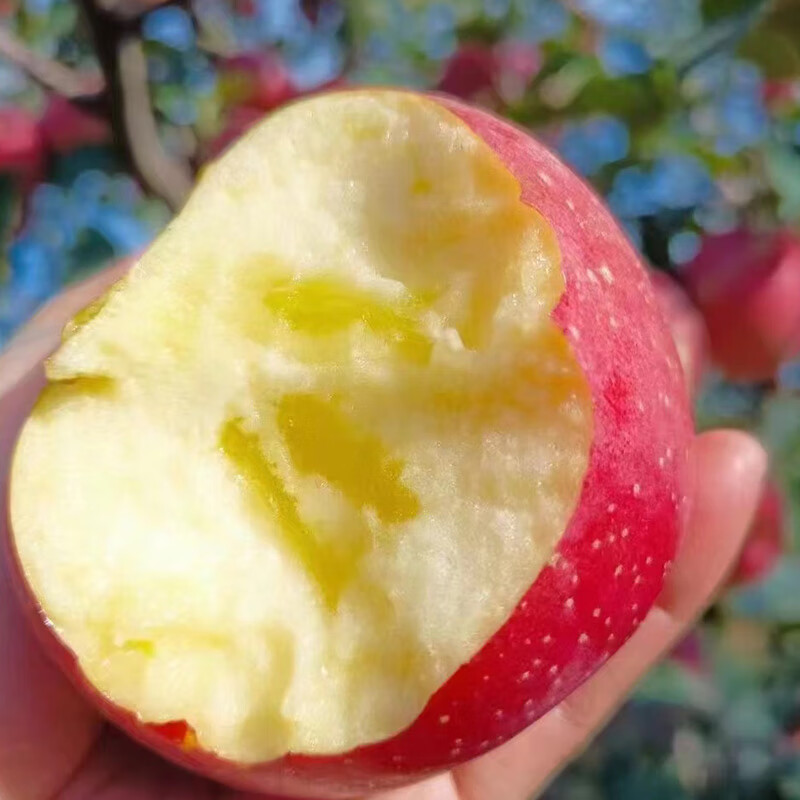 Jingdida Yunnan Rock Candy Heart-Chou Apple, net weight 8 pounds, single fruit starting from 170g, fresh fruits shipped directly from the source, free shipping