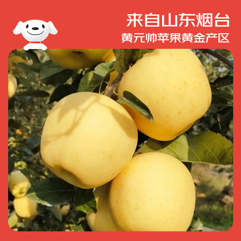 Jingxiansheng Shandong Yantai Huang Yuanshuai apples are sour and sweet. Net weight is 3 pounds. Single fruit is 75-80mm. Direct shipping from the source. Free shipping.
