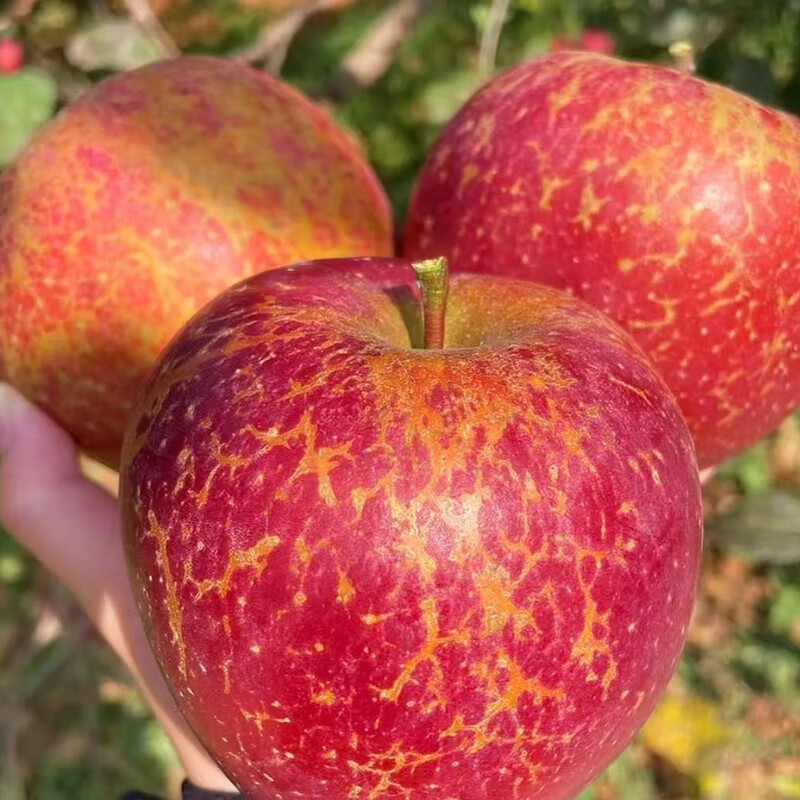 Fun taste Yunnan Zhaotong ugly apples are crispy and sweet. Net weight is 5 pounds. Large fruit. Single fruit 79mm+ 12 pieces. Straight from the source.