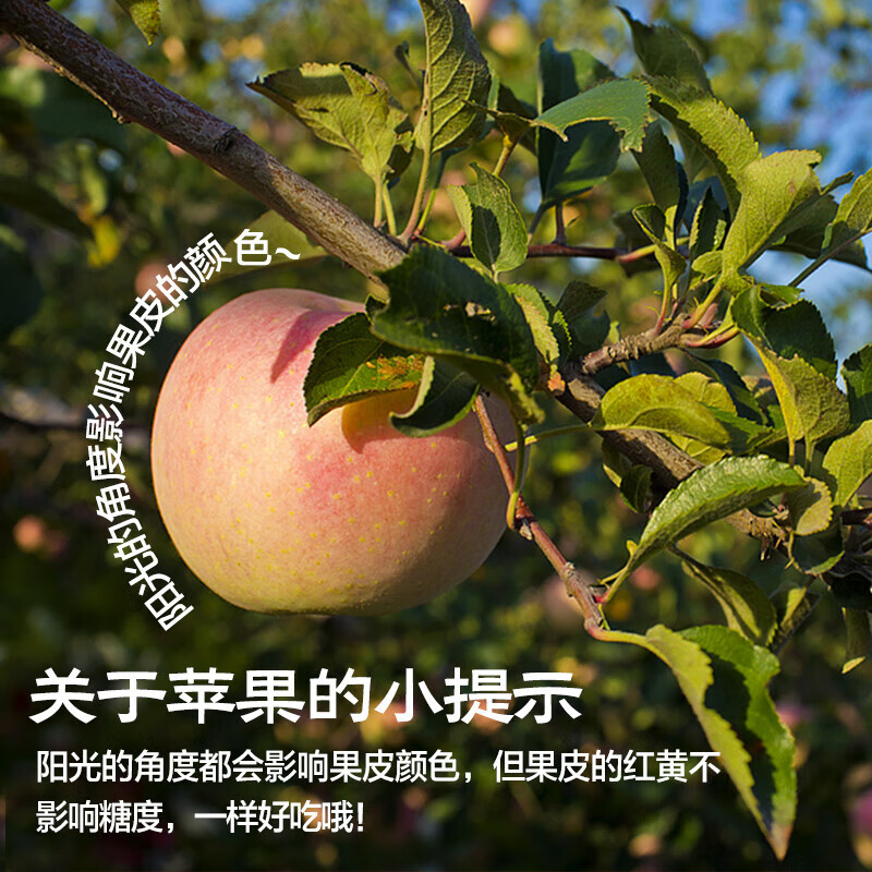 Territory Caihong Authentic Shaanxi Red Fuji Apple Fruit Seasonal Crisp Sweet Ugly Apple Fresh Pregnancy Fruit Whole Box Selected 14-16 Pieces Tasting Pack Naturally Ripe Small Fruit Crisp, Sweet and Juicy