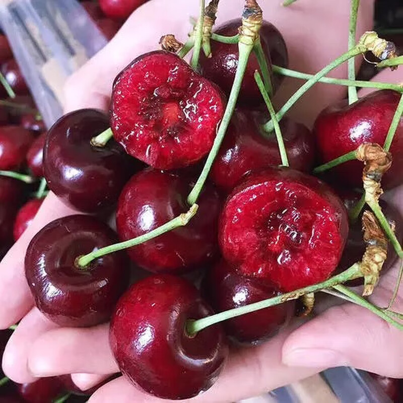 Chilean cherry crispy sweet imported fruit gift box for pregnant women 250g (net weight) 2J super cost-effective 28-30mm super sweet