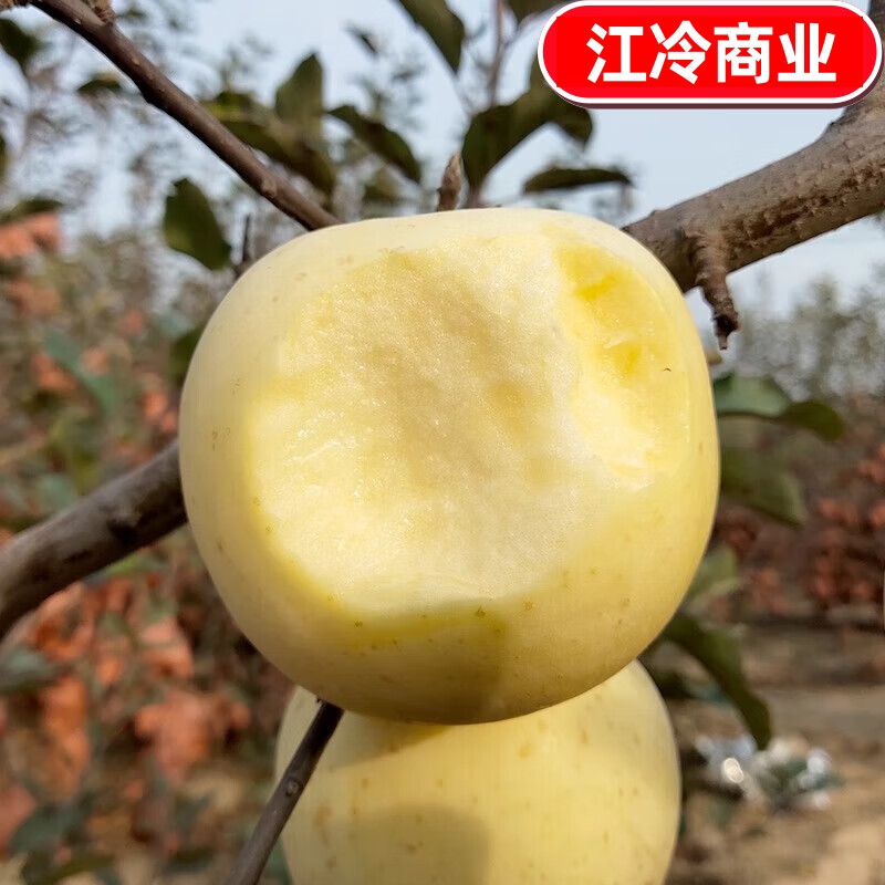 Jingdida Shandong Cream Fuji Apple Selected 8 Jin Fruit King Single Fruit 85mm + Direct Shipping from Source
